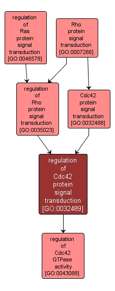 GO:0032489 - regulation of Cdc42 protein signal transduction (interactive image map)