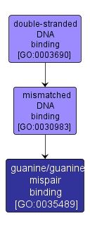 GO:0035489 - guanine/guanine mispair binding (interactive image map)