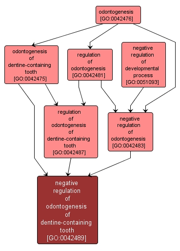 GO:0042489 - negative regulation of odontogenesis of dentine-containing tooth (interactive image map)