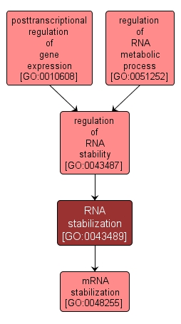 GO:0043489 - RNA stabilization (interactive image map)