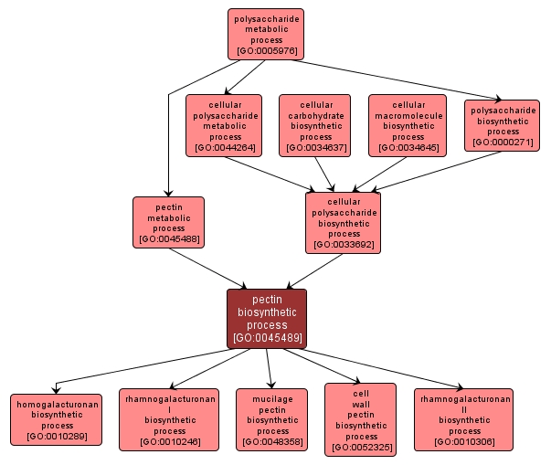 GO:0045489 - pectin biosynthetic process (interactive image map)