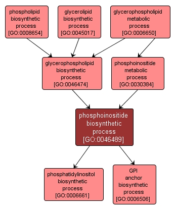 GO:0046489 - phosphoinositide biosynthetic process (interactive image map)