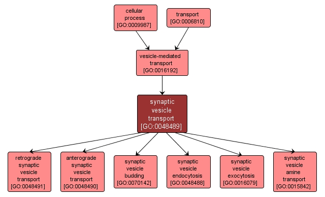 GO:0048489 - synaptic vesicle transport (interactive image map)