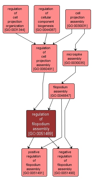 GO:0051489 - regulation of filopodium assembly (interactive image map)