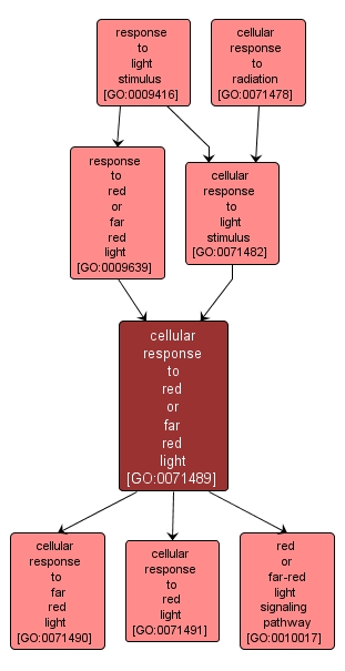 GO:0071489 - cellular response to red or far red light (interactive image map)