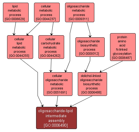 GO:0006490 - oligosaccharide-lipid intermediate assembly (interactive image map)