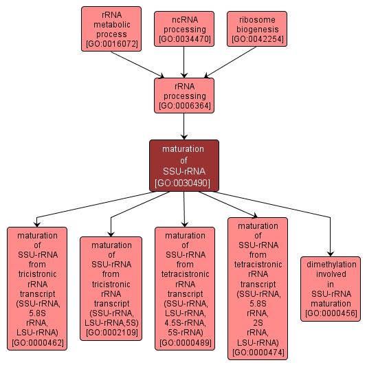 GO:0030490 - maturation of SSU-rRNA (interactive image map)