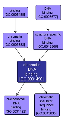 GO:0031490 - chromatin DNA binding (interactive image map)