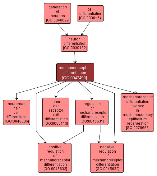 GO:0042490 - mechanoreceptor differentiation (interactive image map)