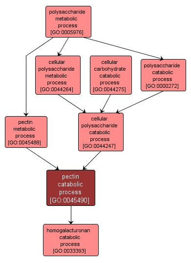 GO:0045490 - pectin catabolic process (interactive image map)