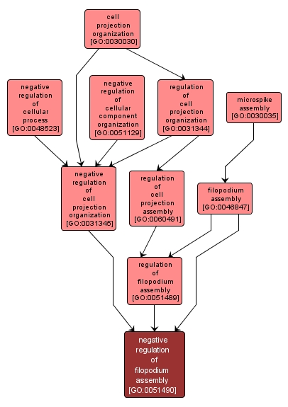 GO:0051490 - negative regulation of filopodium assembly (interactive image map)