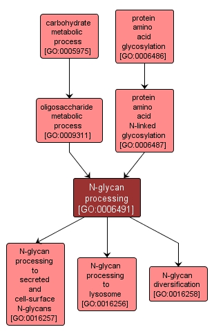 GO:0006491 - N-glycan processing (interactive image map)