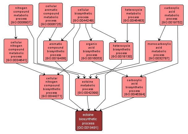 GO:0019491 - ectoine biosynthetic process (interactive image map)