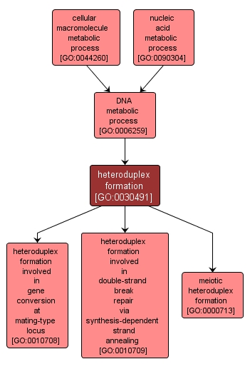 GO:0030491 - heteroduplex formation (interactive image map)