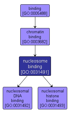 GO:0031491 - nucleosome binding (interactive image map)