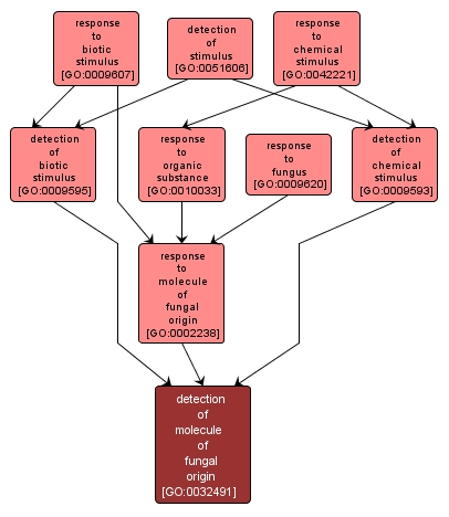 GO:0032491 - detection of molecule of fungal origin (interactive image map)