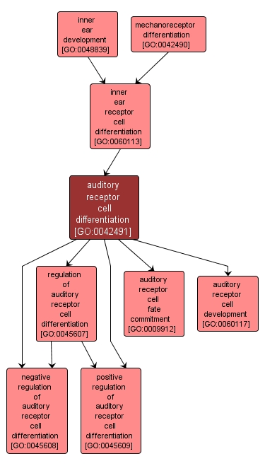 GO:0042491 - auditory receptor cell differentiation (interactive image map)