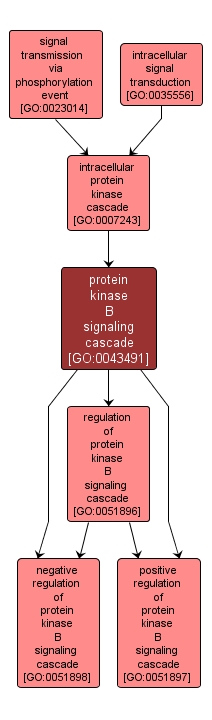 GO:0043491 - protein kinase B signaling cascade (interactive image map)