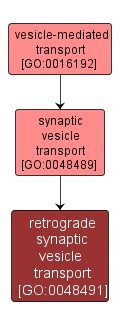 GO:0048491 - retrograde synaptic vesicle transport (interactive image map)