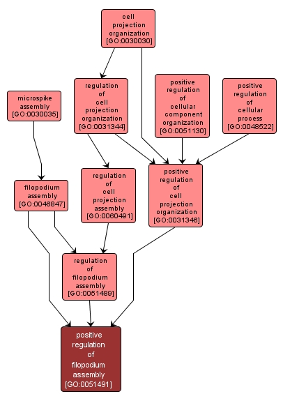 GO:0051491 - positive regulation of filopodium assembly (interactive image map)