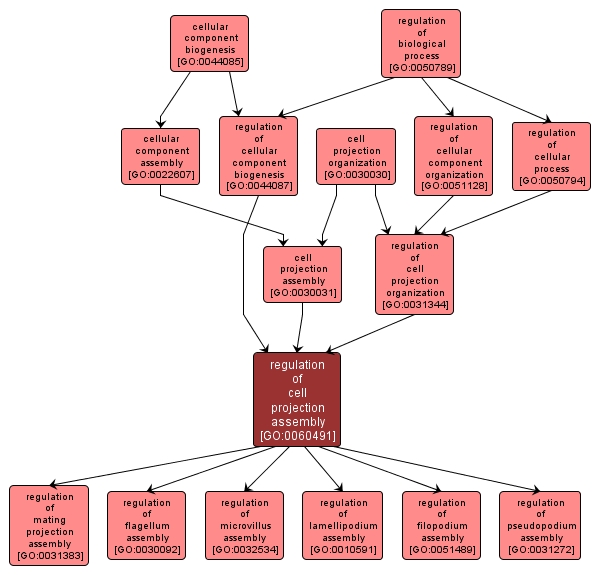 GO:0060491 - regulation of cell projection assembly (interactive image map)