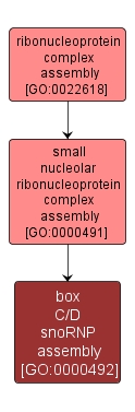 GO:0000492 - box C/D snoRNP assembly (interactive image map)