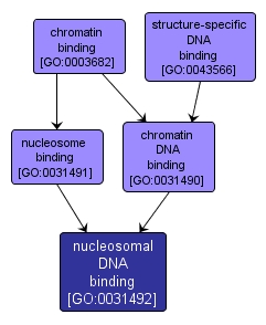 GO:0031492 - nucleosomal DNA binding (interactive image map)