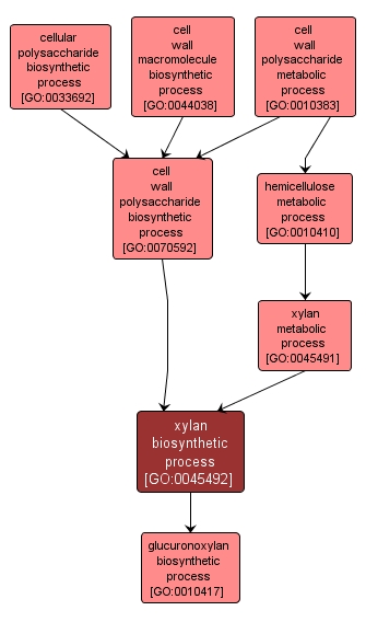 GO:0045492 - xylan biosynthetic process (interactive image map)