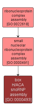 GO:0000493 - box H/ACA snoRNP assembly (interactive image map)