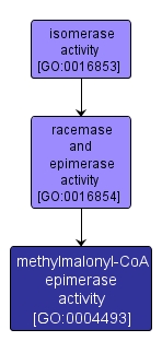 GO:0004493 - methylmalonyl-CoA epimerase activity (interactive image map)