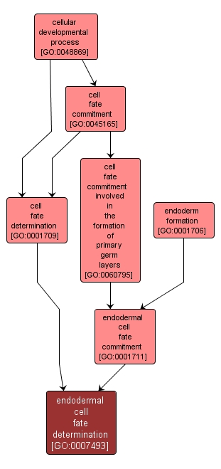 GO:0007493 - endodermal cell fate determination (interactive image map)