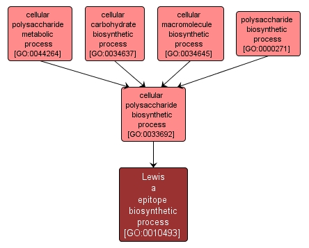 GO:0010493 - Lewis a epitope biosynthetic process (interactive image map)