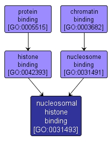 GO:0031493 - nucleosomal histone binding (interactive image map)