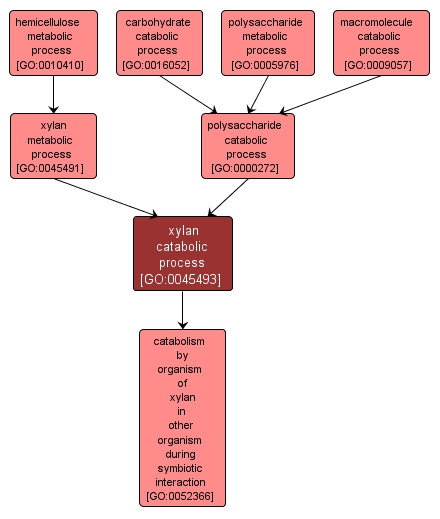GO:0045493 - xylan catabolic process (interactive image map)
