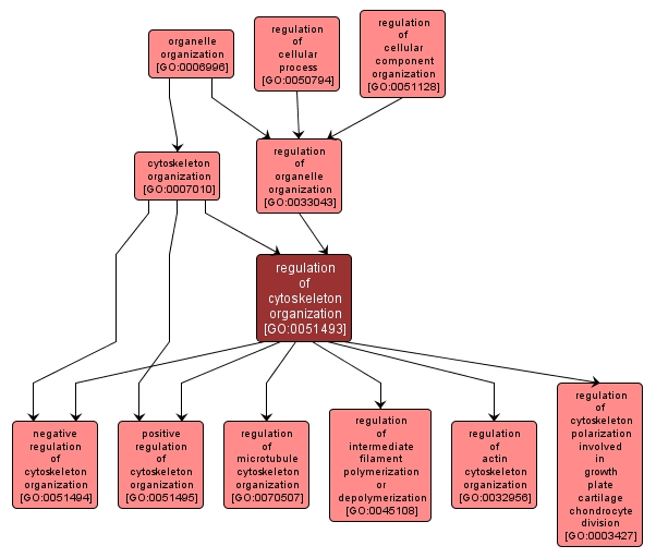 GO:0051493 - regulation of cytoskeleton organization (interactive image map)