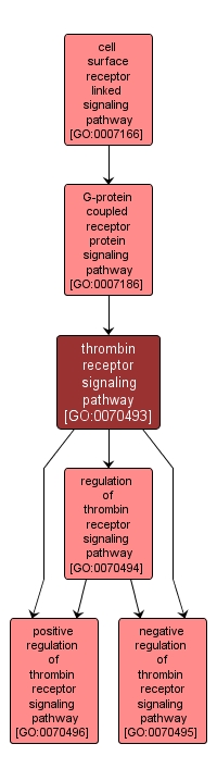GO:0070493 - thrombin receptor signaling pathway (interactive image map)