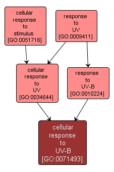 GO:0071493 - cellular response to UV-B (interactive image map)