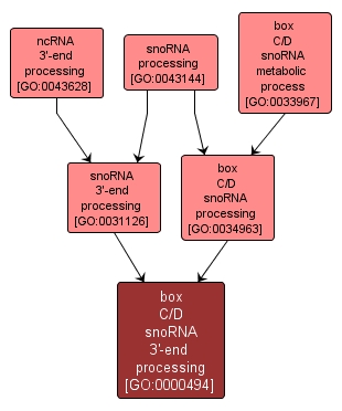 GO:0000494 - box C/D snoRNA 3'-end processing (interactive image map)