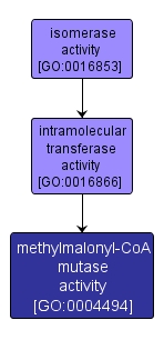 GO:0004494 - methylmalonyl-CoA mutase activity (interactive image map)