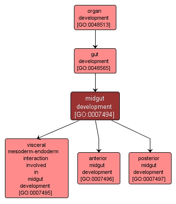 GO:0007494 - midgut development (interactive image map)