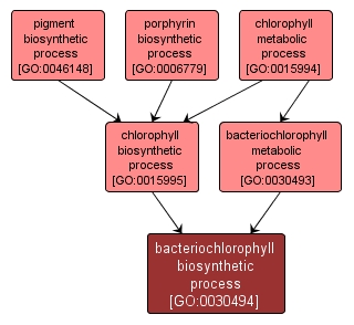 GO:0030494 - bacteriochlorophyll biosynthetic process (interactive image map)