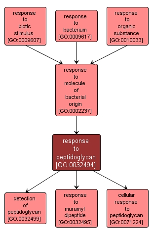 GO:0032494 - response to peptidoglycan (interactive image map)