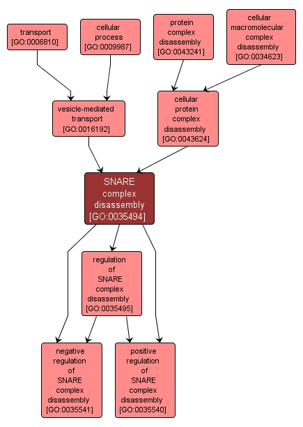 GO:0035494 - SNARE complex disassembly (interactive image map)