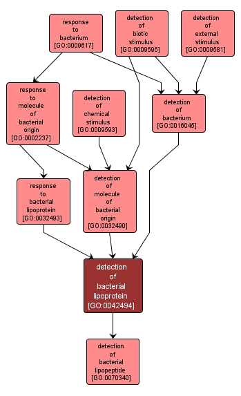 GO:0042494 - detection of bacterial lipoprotein (interactive image map)