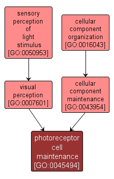 GO:0045494 - photoreceptor cell maintenance (interactive image map)