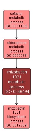 GO:0046494 - rhizobactin 1021 metabolic process (interactive image map)