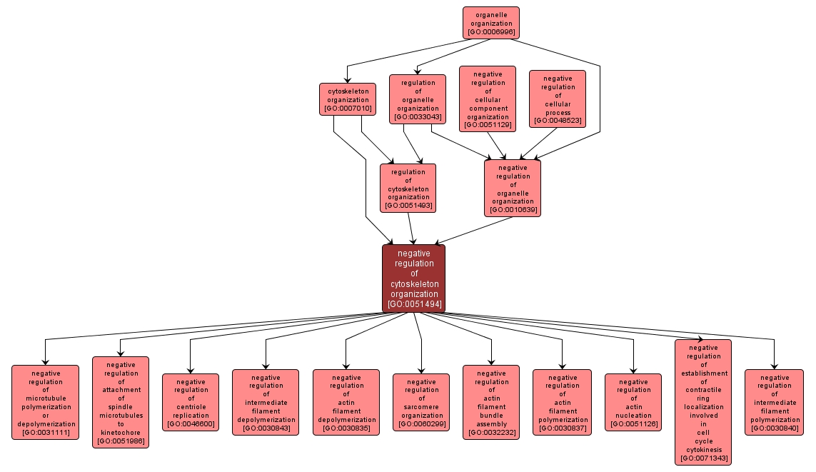 GO:0051494 - negative regulation of cytoskeleton organization (interactive image map)