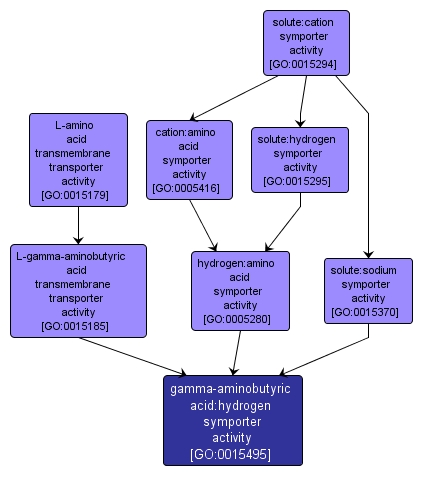 GO:0015495 - gamma-aminobutyric acid:hydrogen symporter activity (interactive image map)