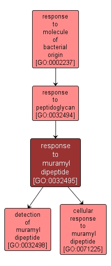 GO:0032495 - response to muramyl dipeptide (interactive image map)