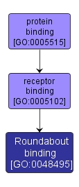 GO:0048495 - Roundabout binding (interactive image map)